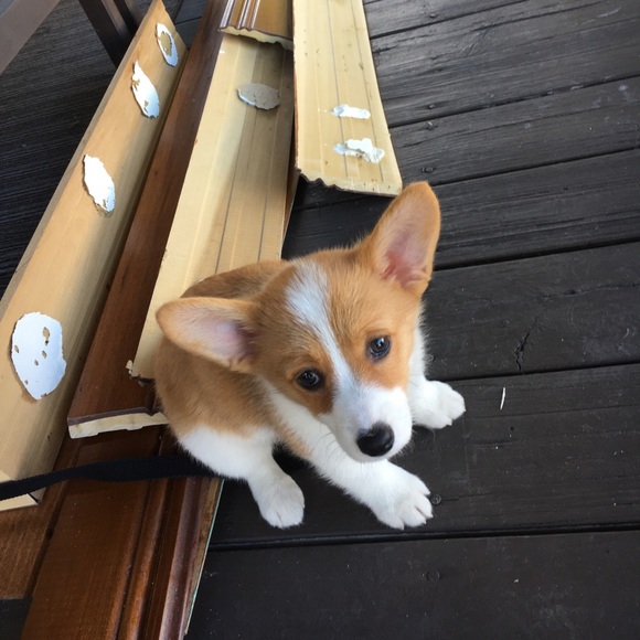 Meet your Posher, Stacey - Picture 1 of 1